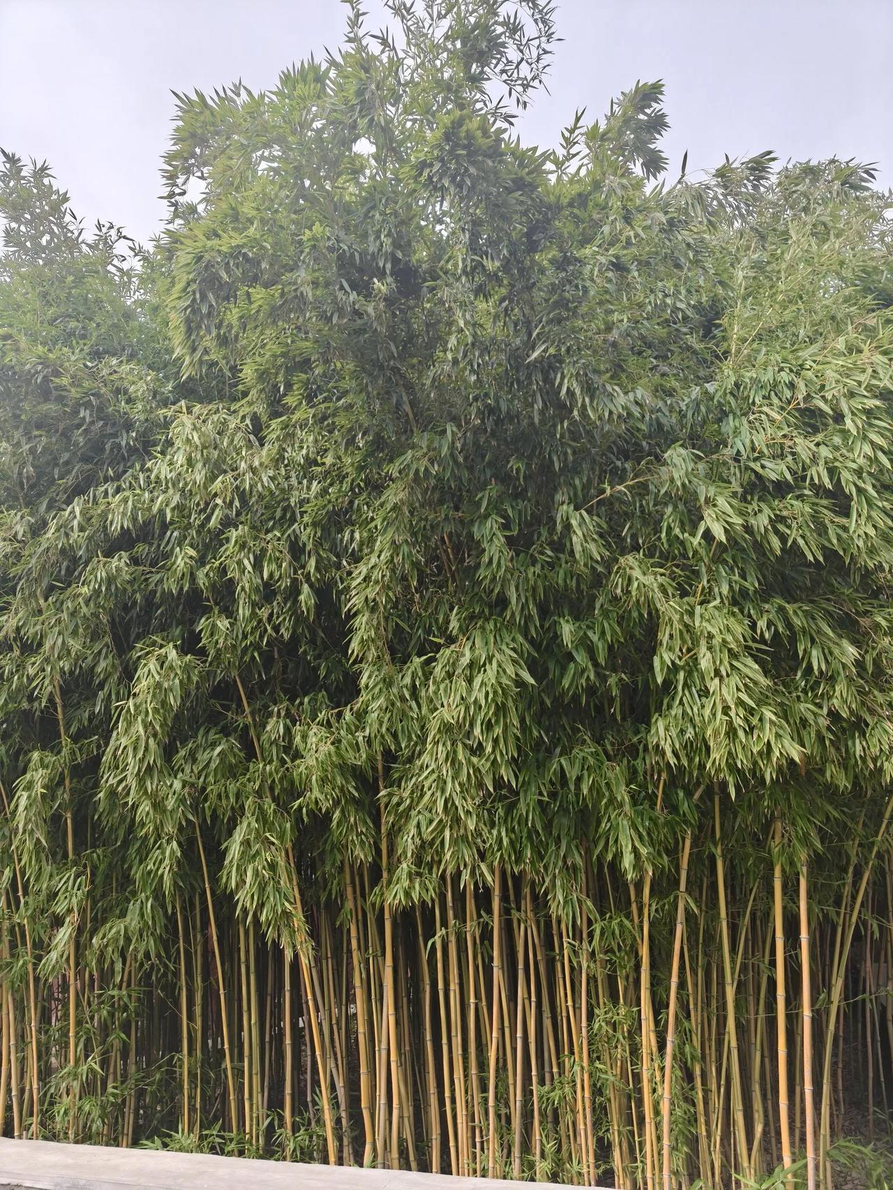 坐顺风车，下车的时候被司机加微信了！因为他是顺路，就接单了，在车上我们一直在聊天