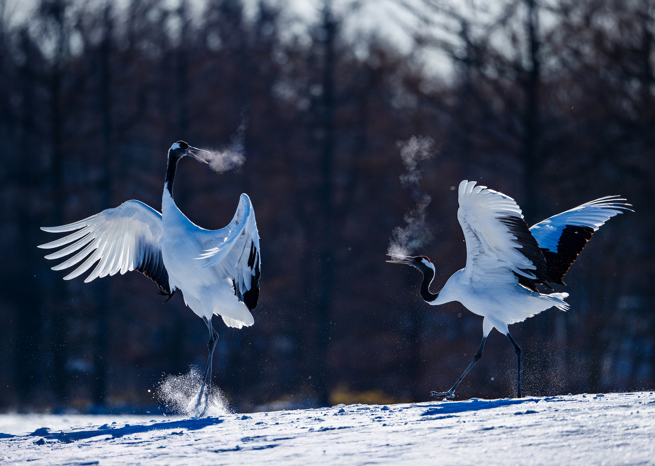 今天早上又是收获满满！各种题材全拍好。中午出发罗𦥑，包船出海深入拍摄海雕和晚上