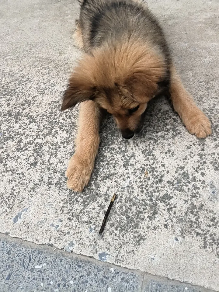 🐶