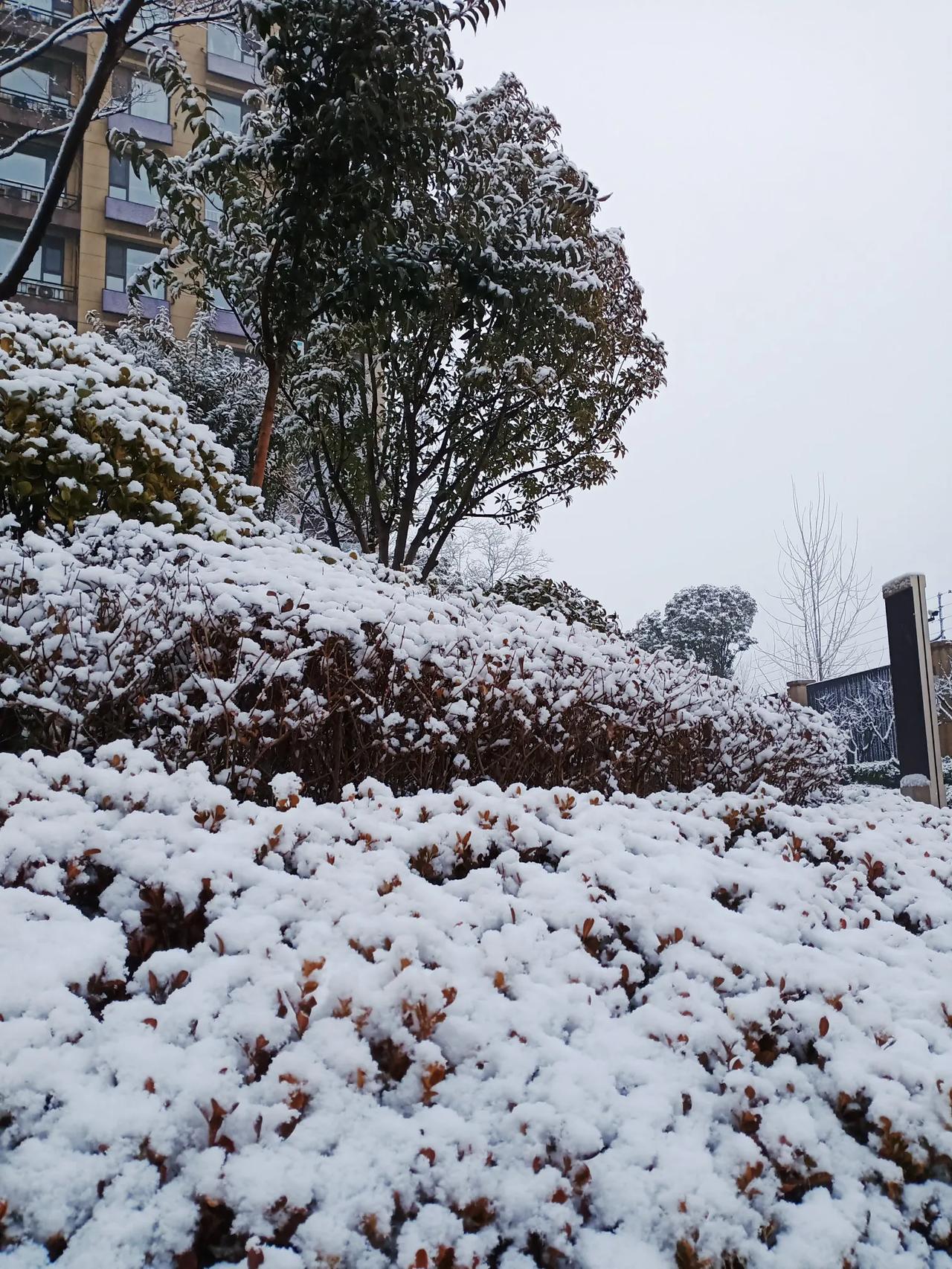 瑞雪兆丰年，聊城的冬天就下了这一场雪，现在已经是春天了，我回望一下这一场雪，情景