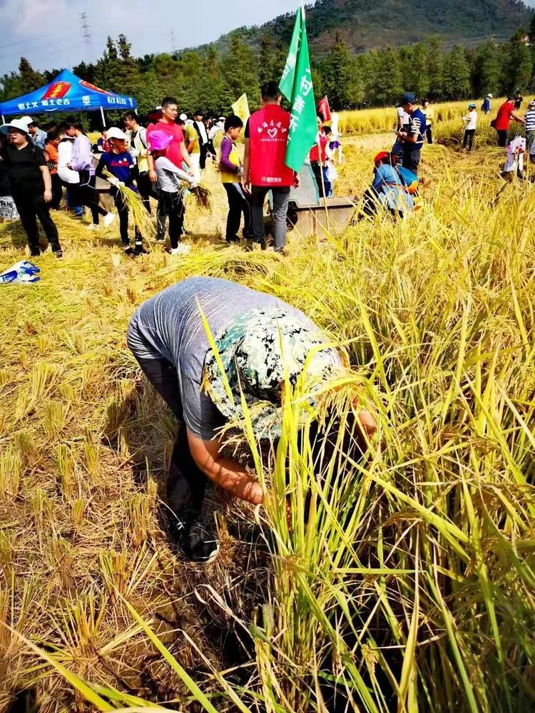 刷到各地筹备秋收主题活动的消息，再过一段时间全国大范围秋收就要陆续开启。农民们忙