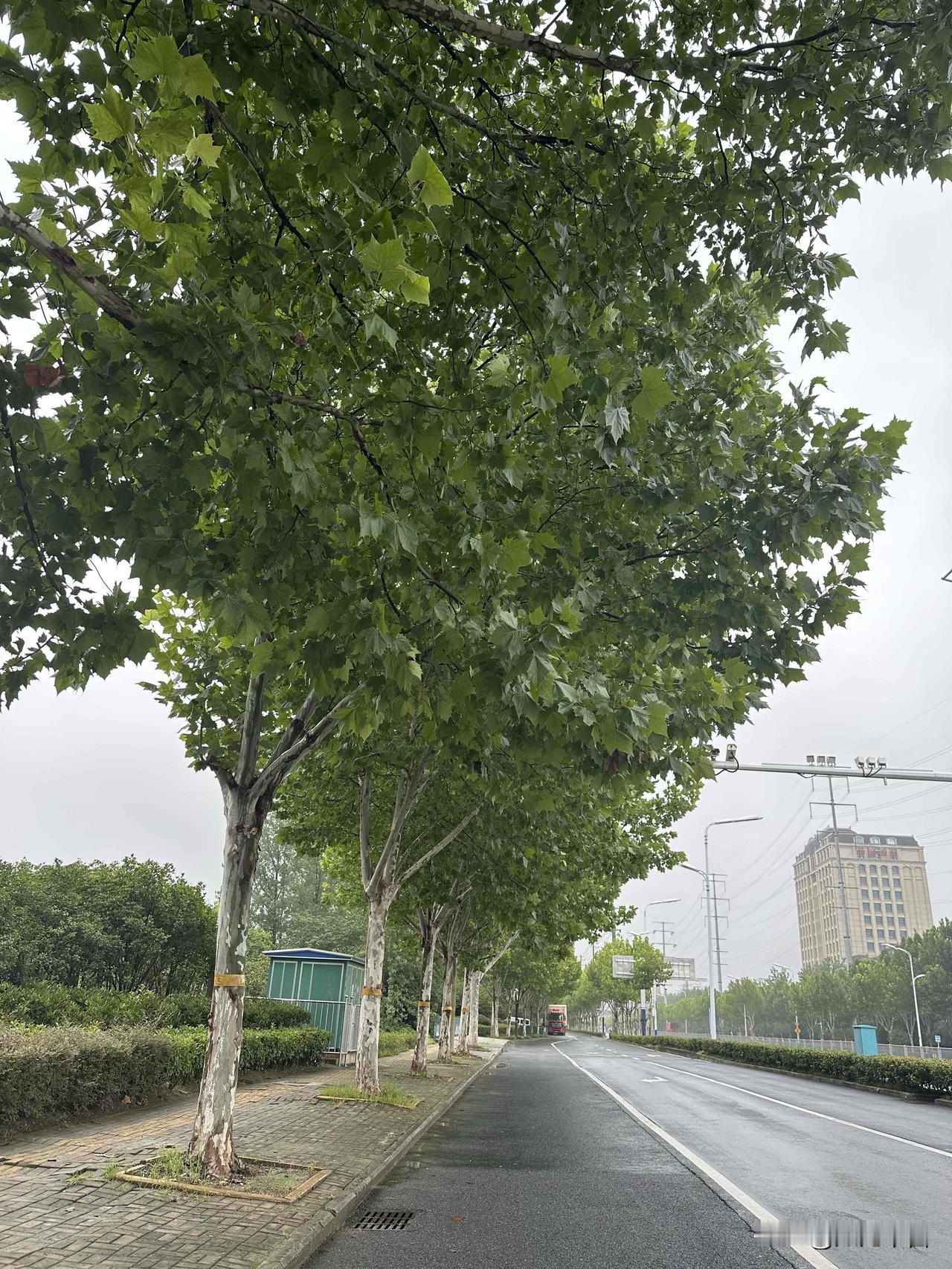 今天真是失策了，以为外面没下雨，就不准备开车去上班，但到楼下发现淋到了一滴雨，想