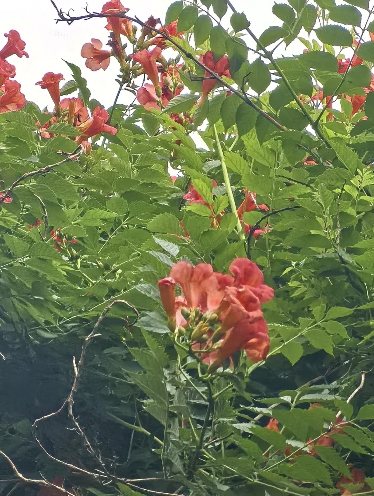 晒晒你拍到的凌霄花