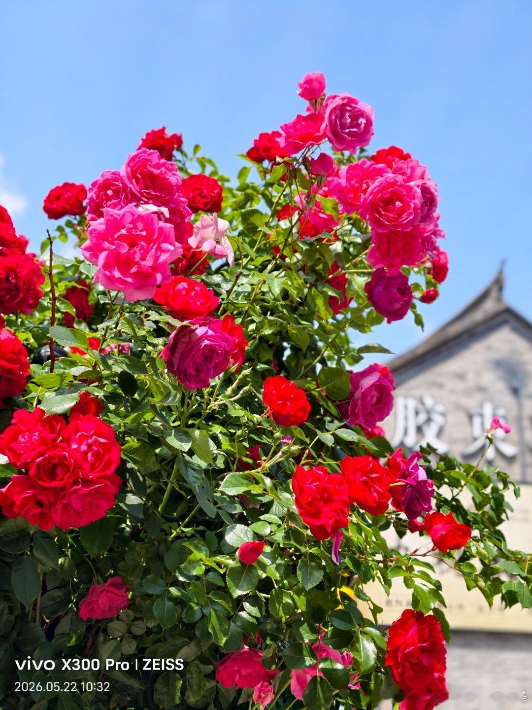 把夏日温柔藏进月季花海里～ 