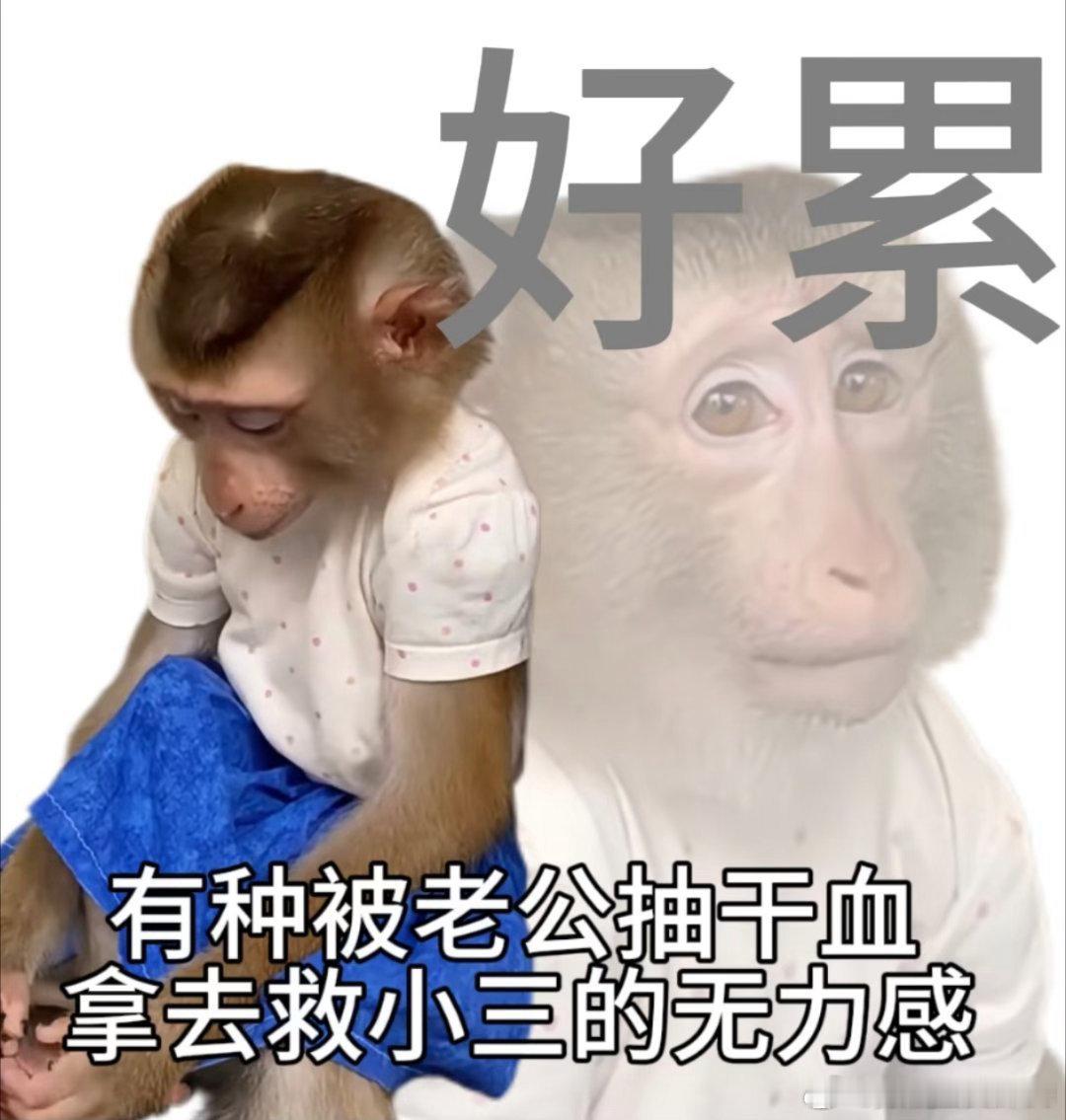最尊重猴的剧组出现了 我天天吐槽自己上班像猴，这部电影直接把猴请到工位上班，这下