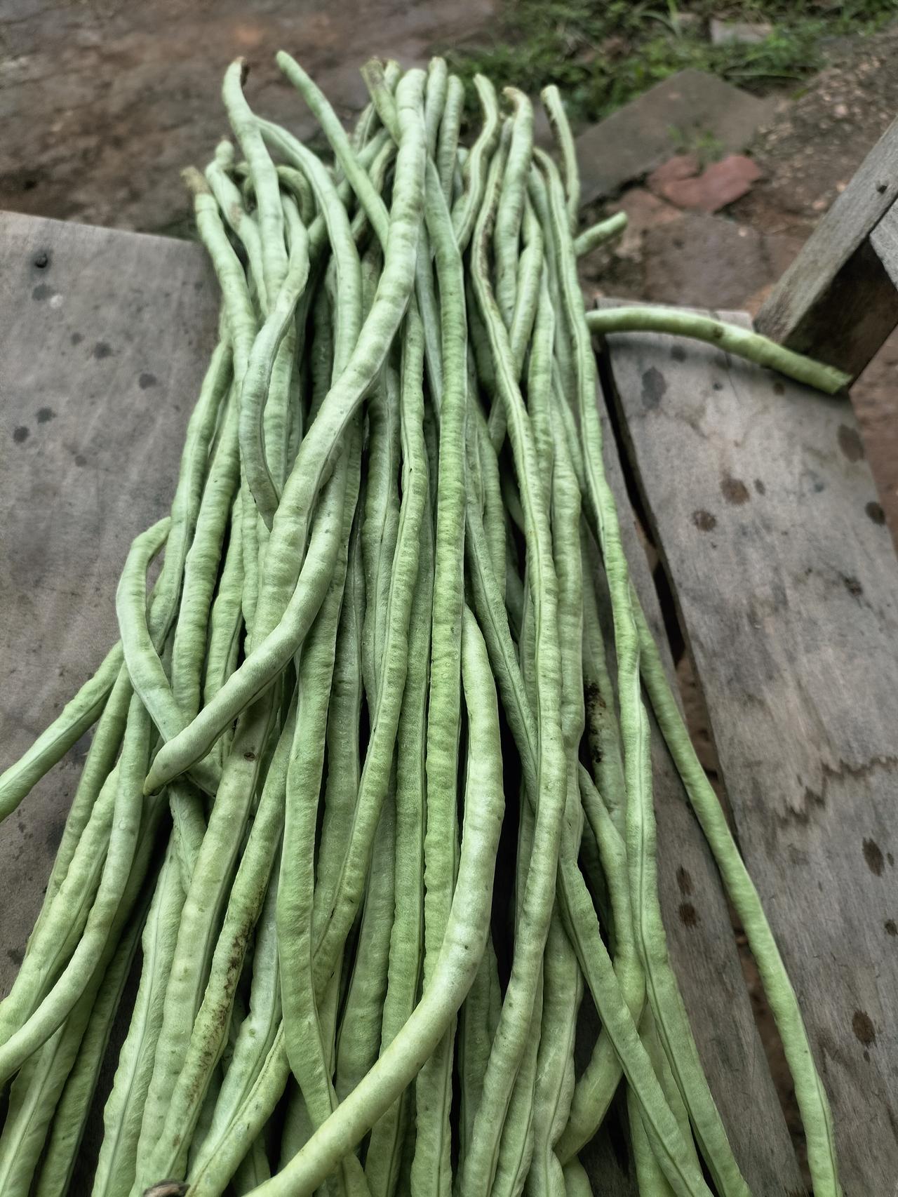 这个夏天我吃了好多豆角呀，都是我的房东种的，今天这个豆角特别新鲜，很嫩啊，很长一
