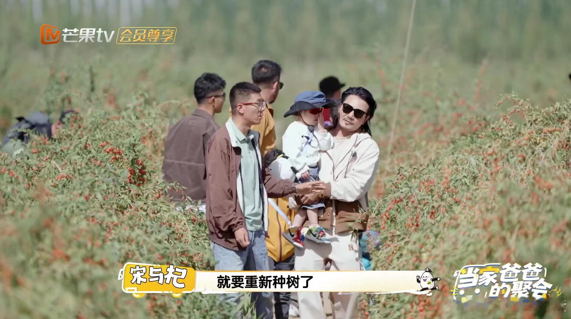 沙漠枸杞种植有大学问！四年才挂果，每年仅采两茬，保障品质又维护生态，这智慧太让人