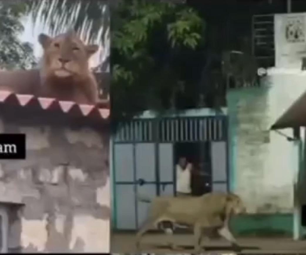 不走寻常路线的拉姆和拉坎兄弟两。已经融入当地人的生活