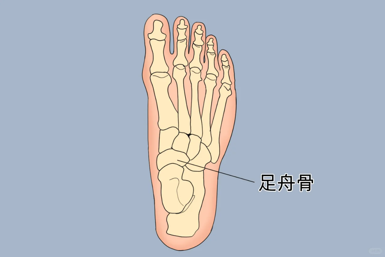 足舟骨位置图片