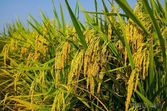 东北话里有一个“真囊实”是啥意思？