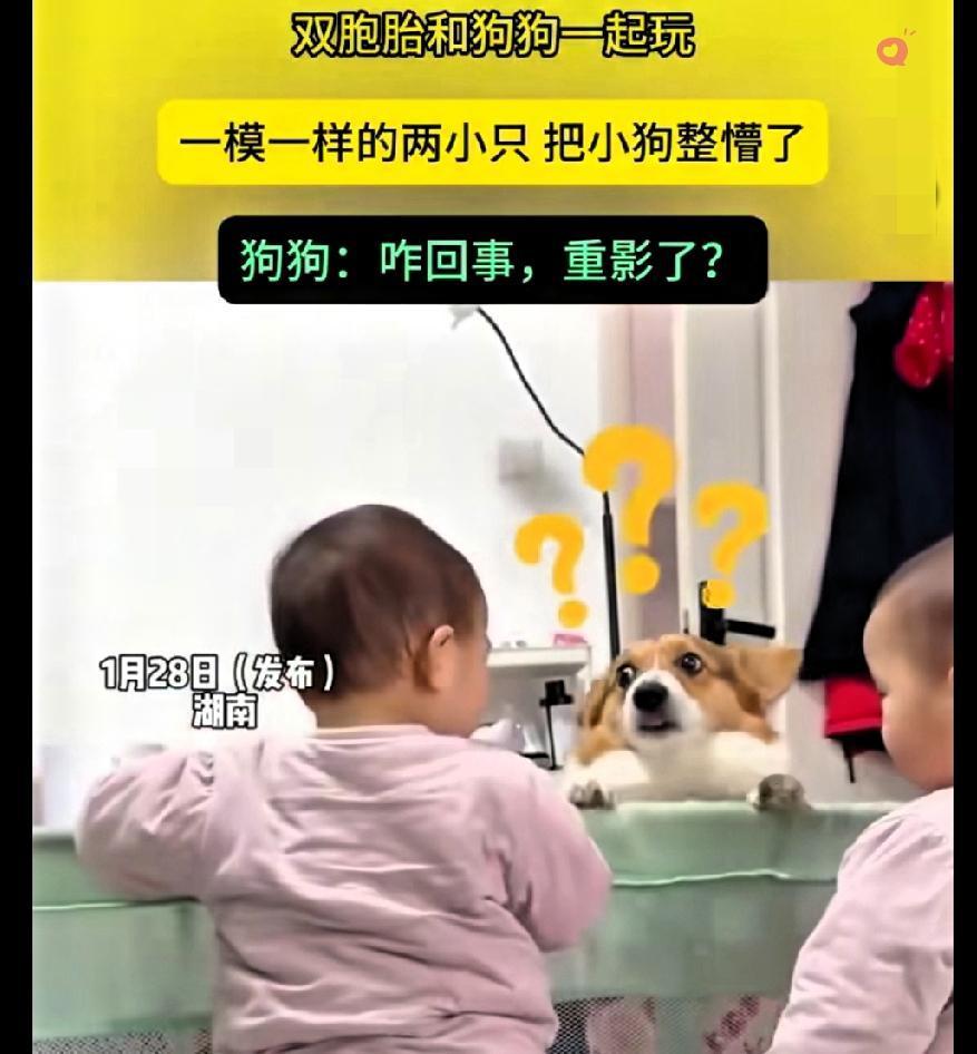 湖南这只小狗怕是要被双胞胎整懵圈了，眼珠在俩娃之间来回转，那满脸困惑又呆萌的样子
