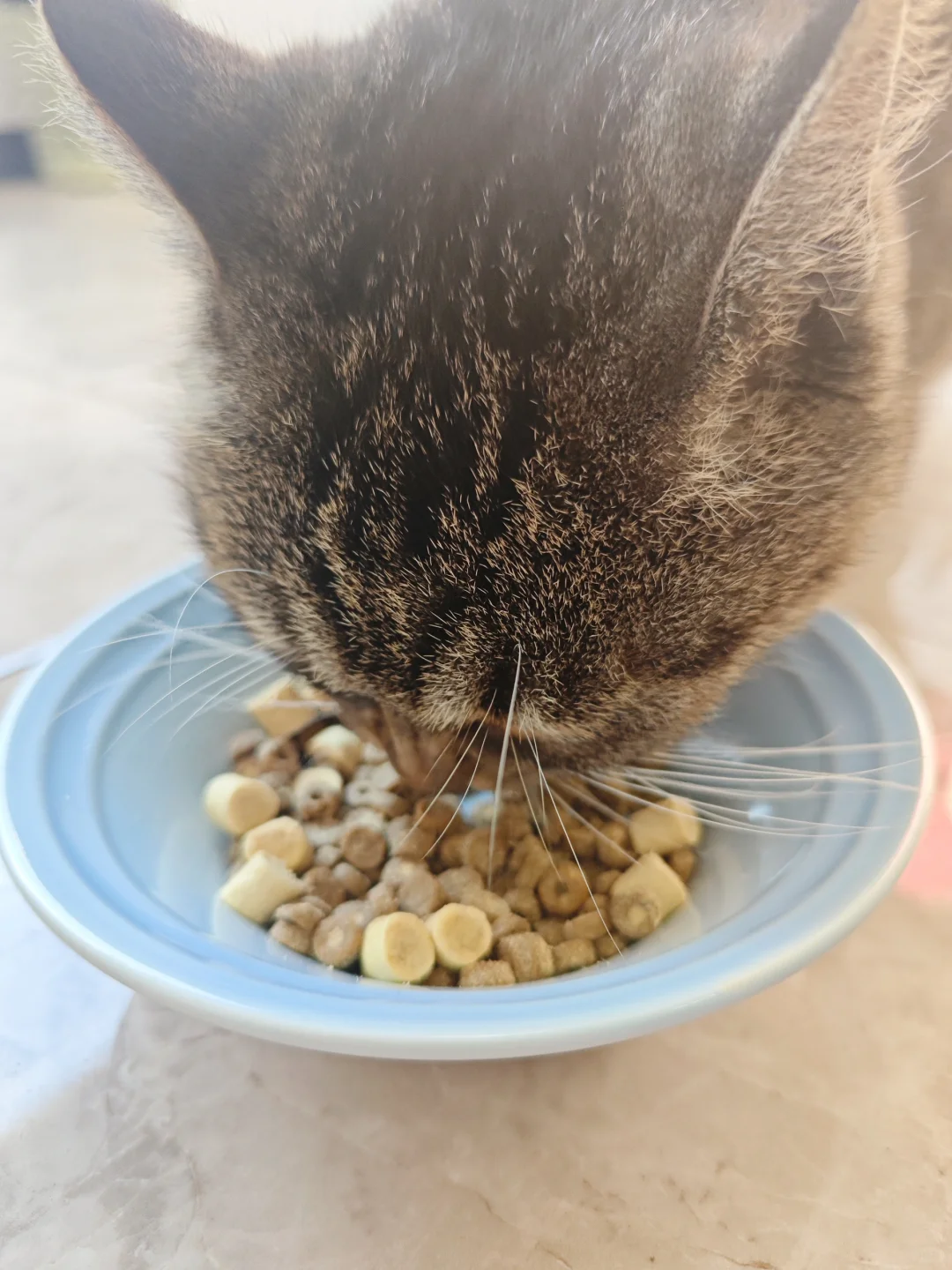 我好像找到靠谱的长肉猫粮了