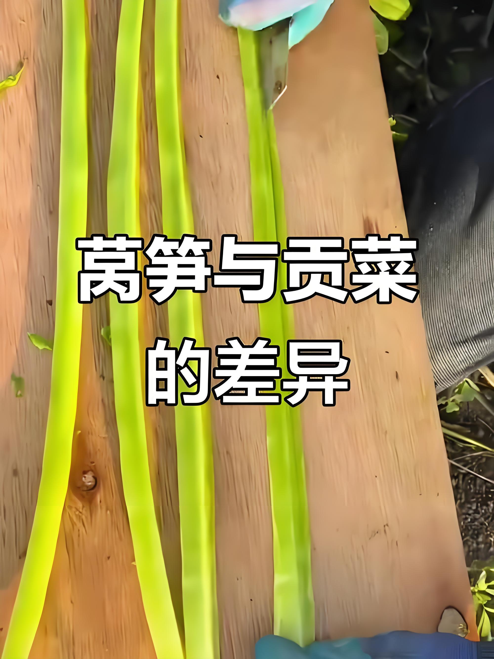 贡菜是莴笋特意查了一下，贡菜和莴笋确实有很近的“血缘”关系，但它们并不是同一种东