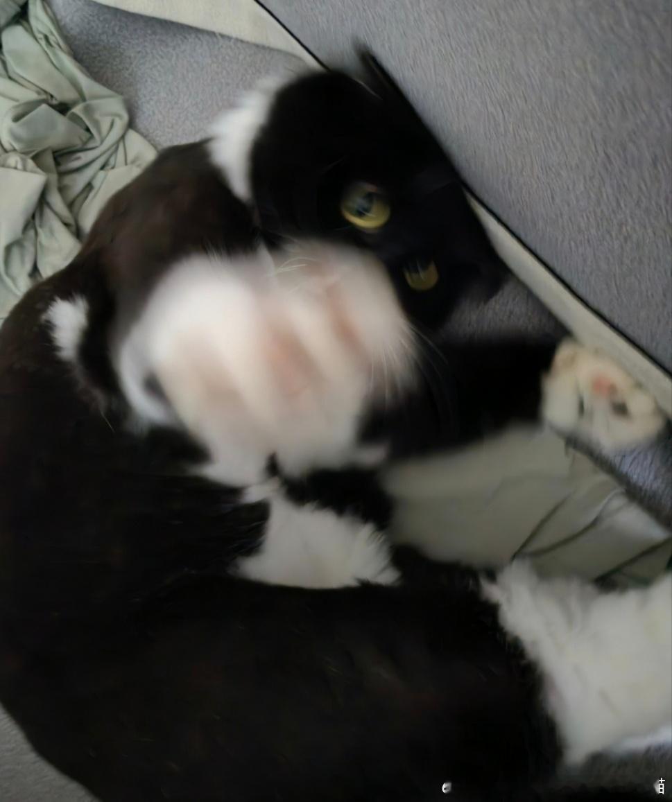 49562【丑猫】殴打人类 