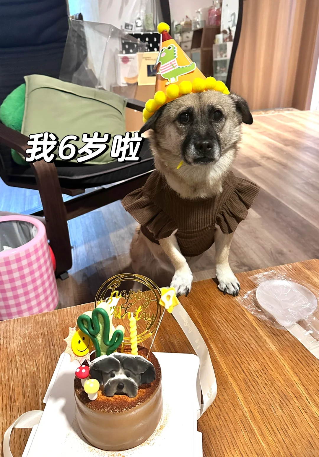 特大喜讯！泡泡我6岁啦！