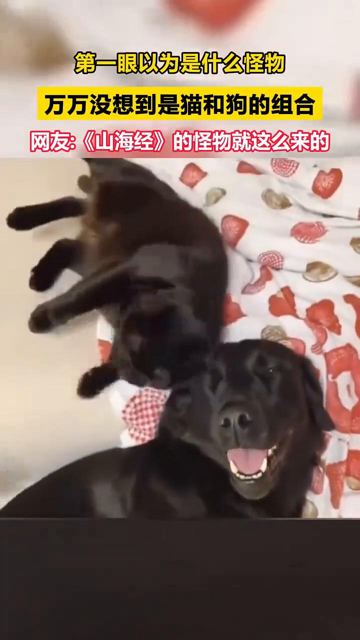 第一眼以为是什么怪物，万万没想到是猫和狗的组合。
6月4日，河南广播电视台乡村观
