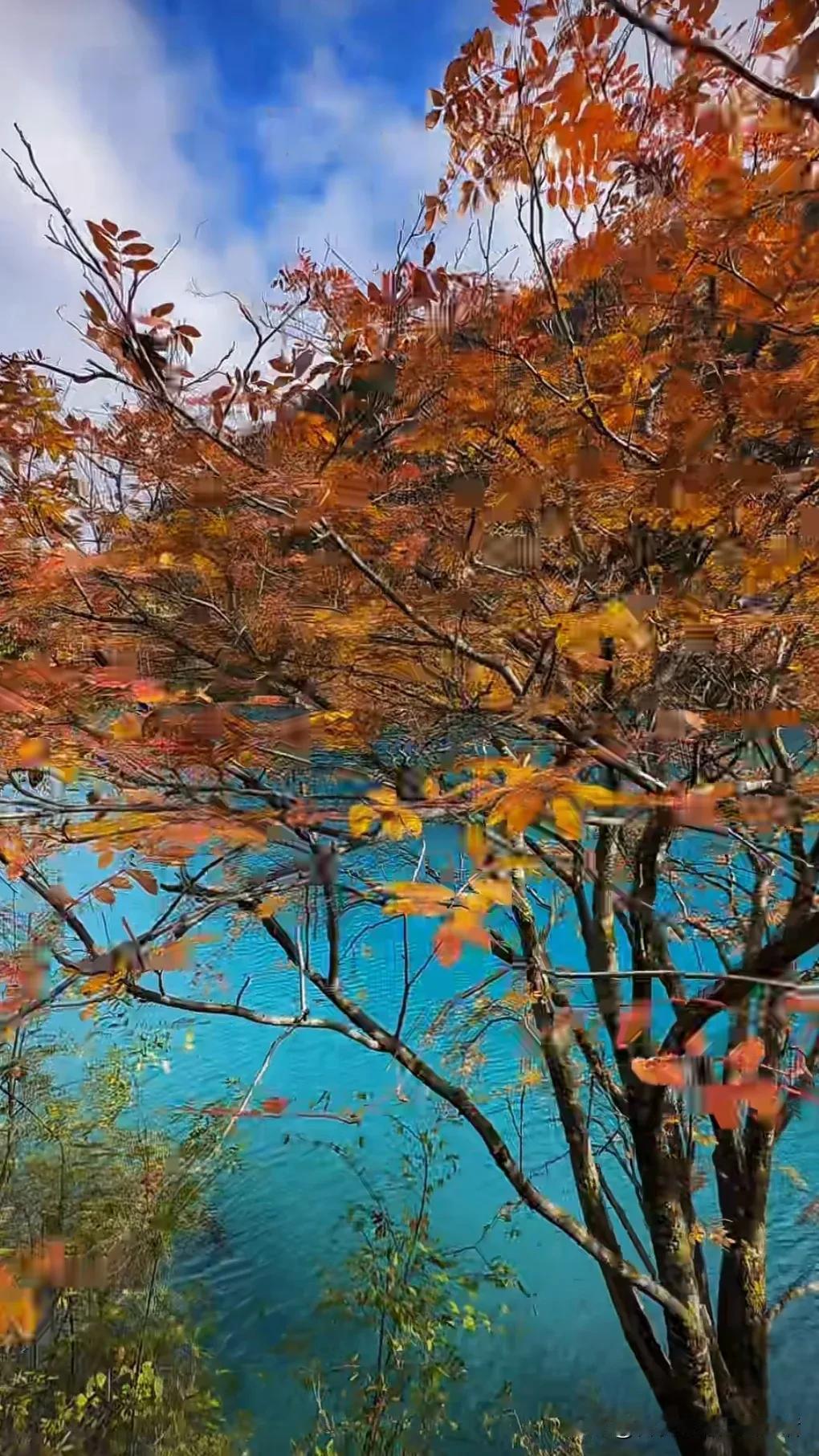 红叶满山秋意浓，碧水蓝天映画屏。#红叶迎秋色# #片片红叶映秋景# #深秋落红叶