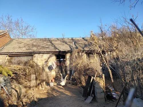 东北的农村，院子里的小狗子
苞米楼子，仓房，地窖
还有牛棚，门前挂着的苞米，还有