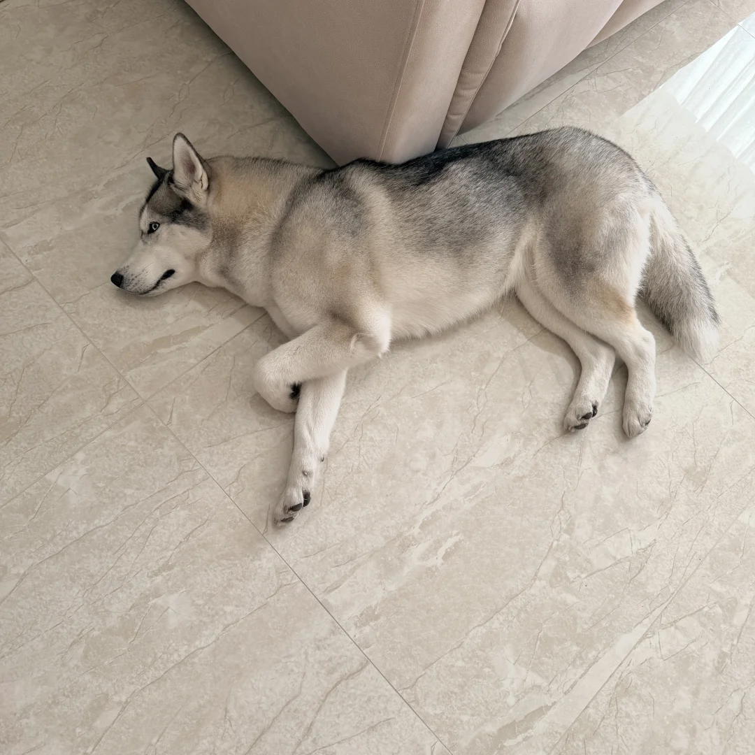 看看你们的哈士奇睡姿