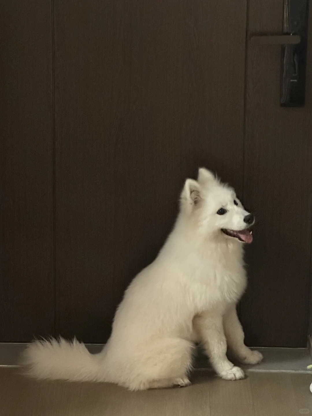 养狗人的幸福在下班具像化了