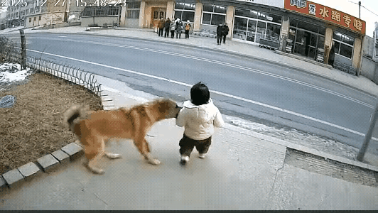 [[大金牙]网上刷到4个神奇视频，看后感悟多多[大金牙]]
  
  视频1:狗