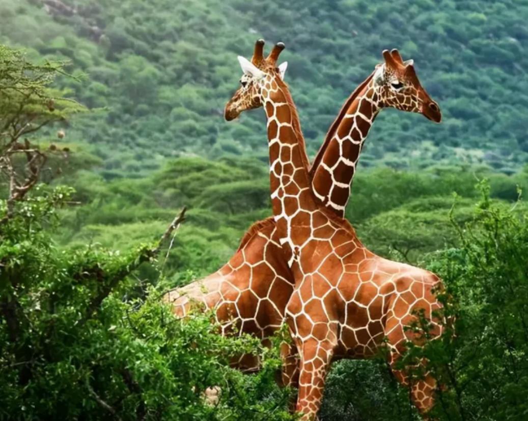 为什么人类没有交配季节？一位进化生物学家解释。

不知道大家有没有发现一个很有意