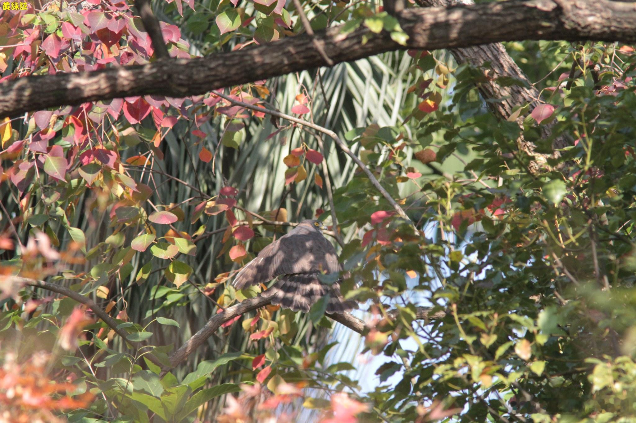 20260604，早安又遇到之前洗澡那位 Accipiter trivirgat