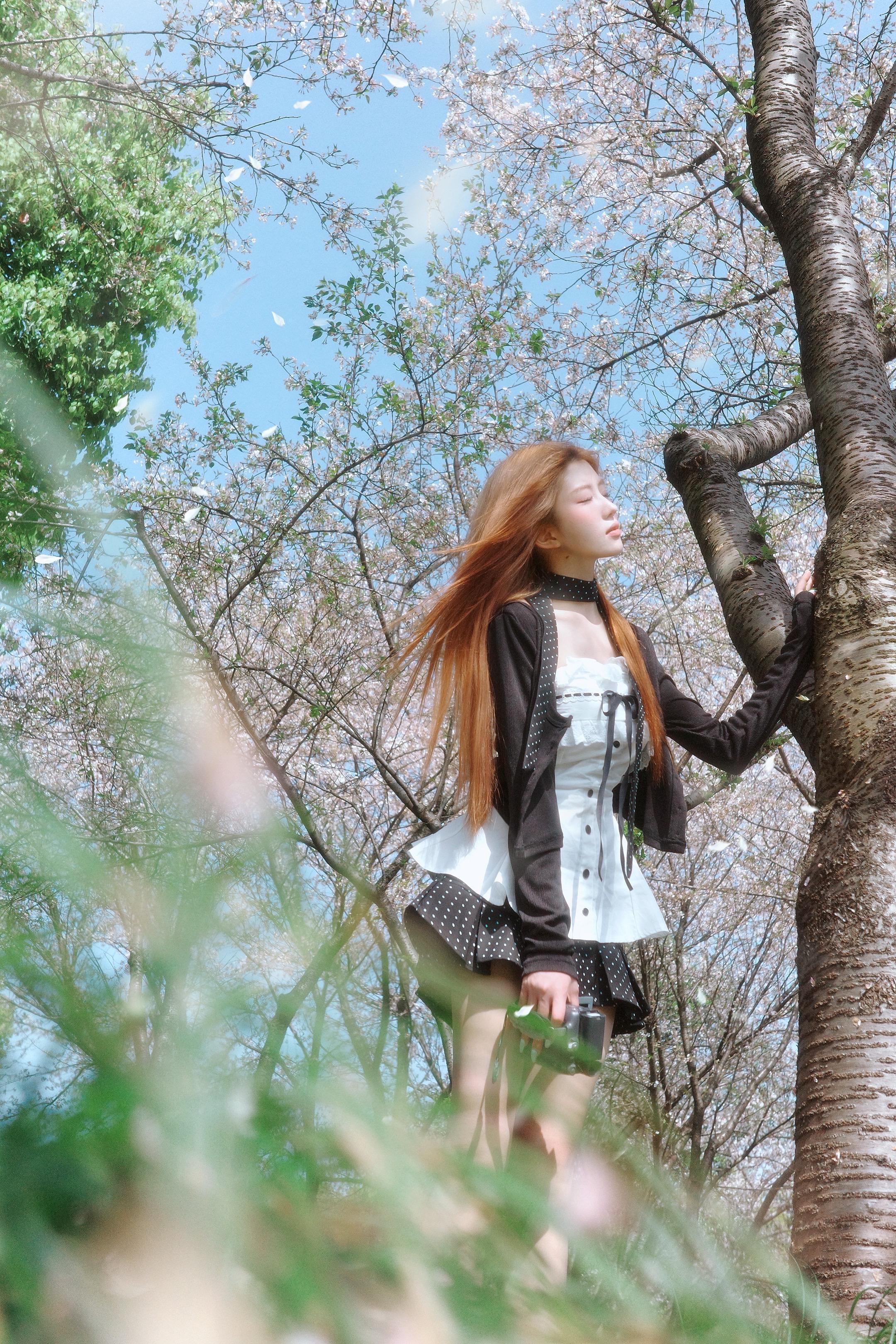 樱花🌸盛开的春天。是有阳光☀️的最后一场樱花🌸