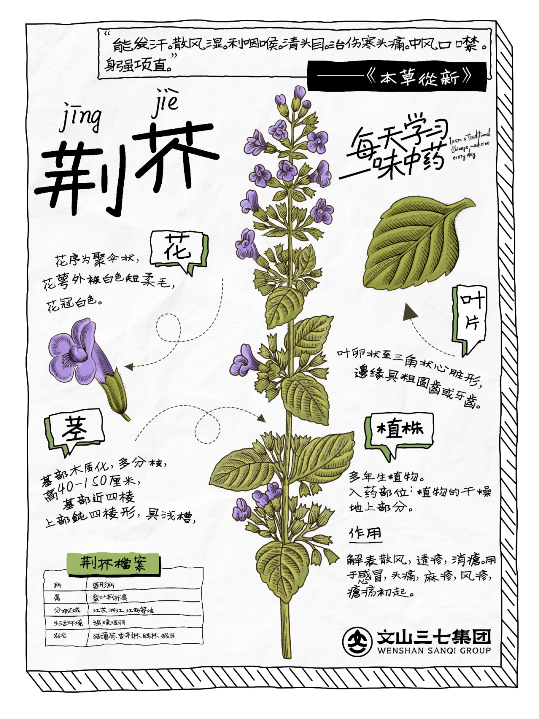 👉🏻 每天学习一味中药｜荆芥