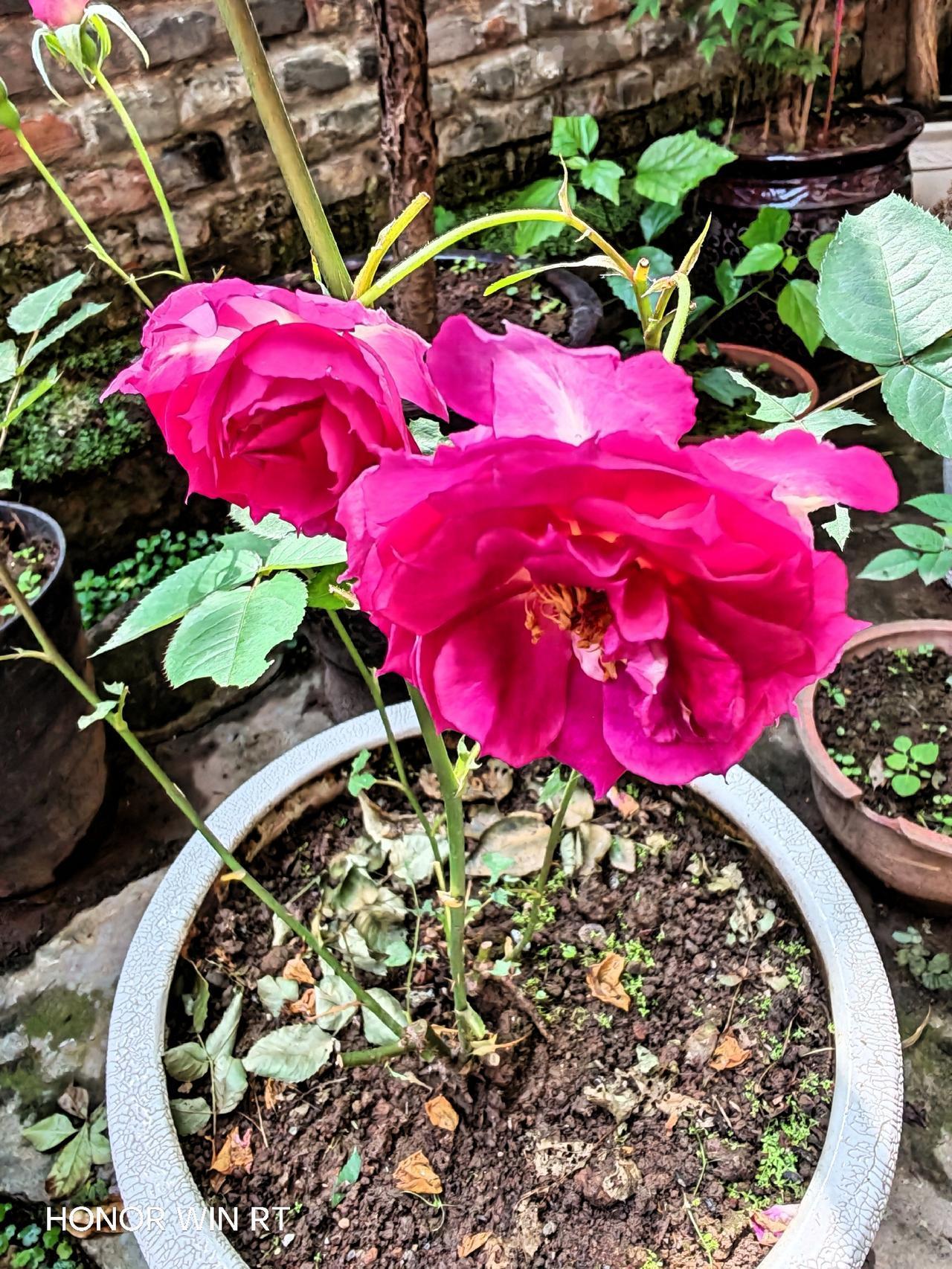 这种玫瑰容易插活，香味淡雅。