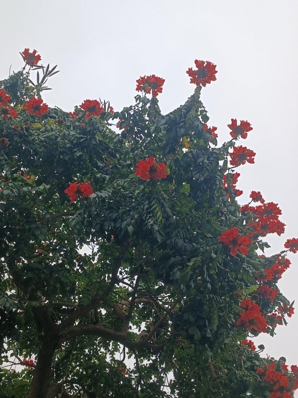 今天下雨，天阴沉沉的，感觉适合在家睡觉。现在是火焰木的季节，芒果树也快开花了。冬