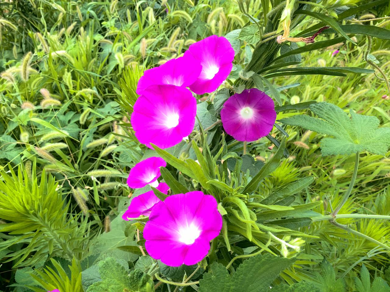 牵牛花
 
牵牛花朵似喇叭，
艳色轻扬映朝霞。
四季繁花开不尽，
一丛红韵醉韶华