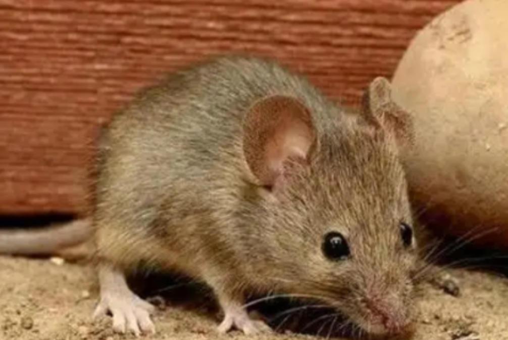 为什么农村老鼠变少了？一位60多岁的农户表示：目前农村的老鼠的确比以前少很多，主