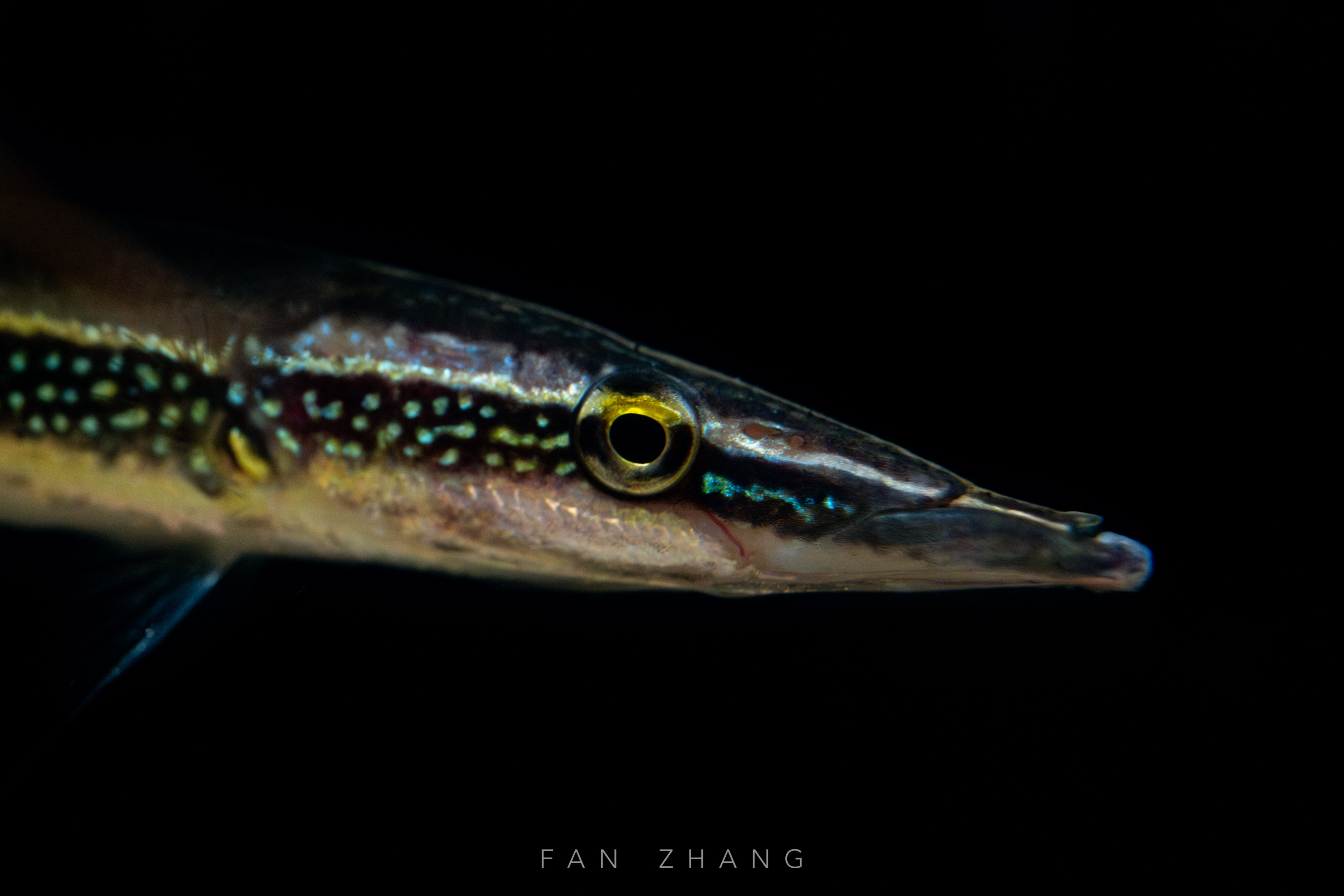 绿斑鳄头鲈（Luciocephalus aura），又称绿薄荷鳄头鲈，水族名为蓝