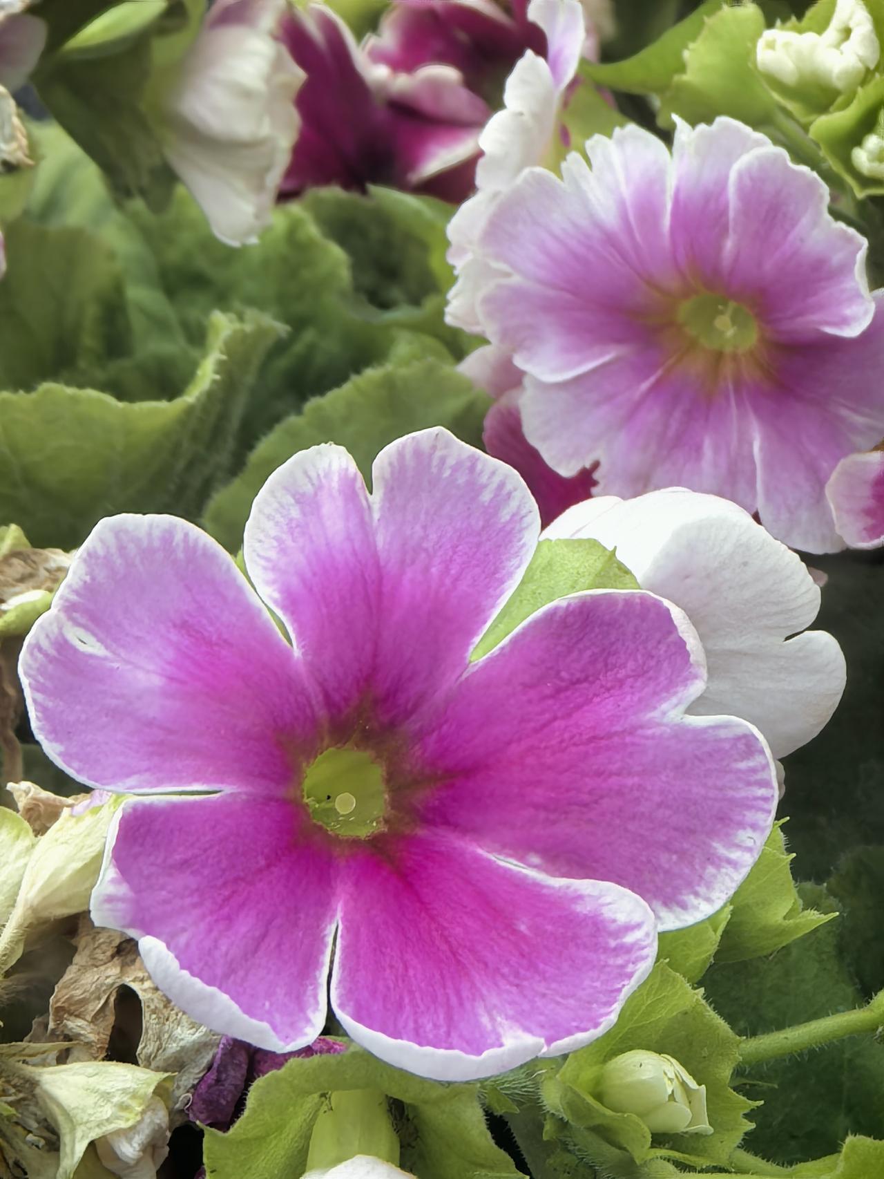 阳台花草近况春天真的来了，大花花小花花都争相竞开了。