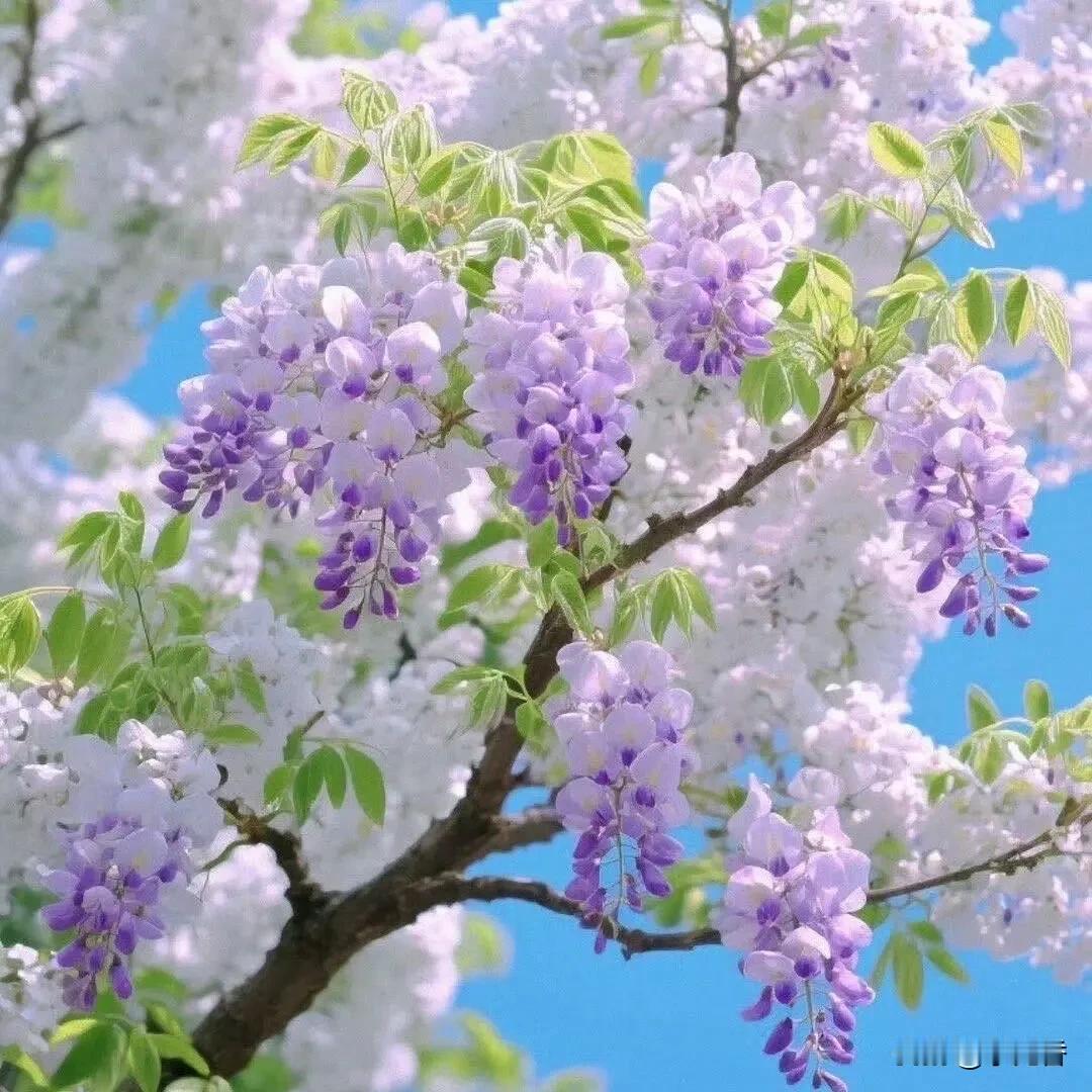 著名作家余秋雨对生命的定义是这样的，他说：

“生命，是一树花开，或安静或热烈，