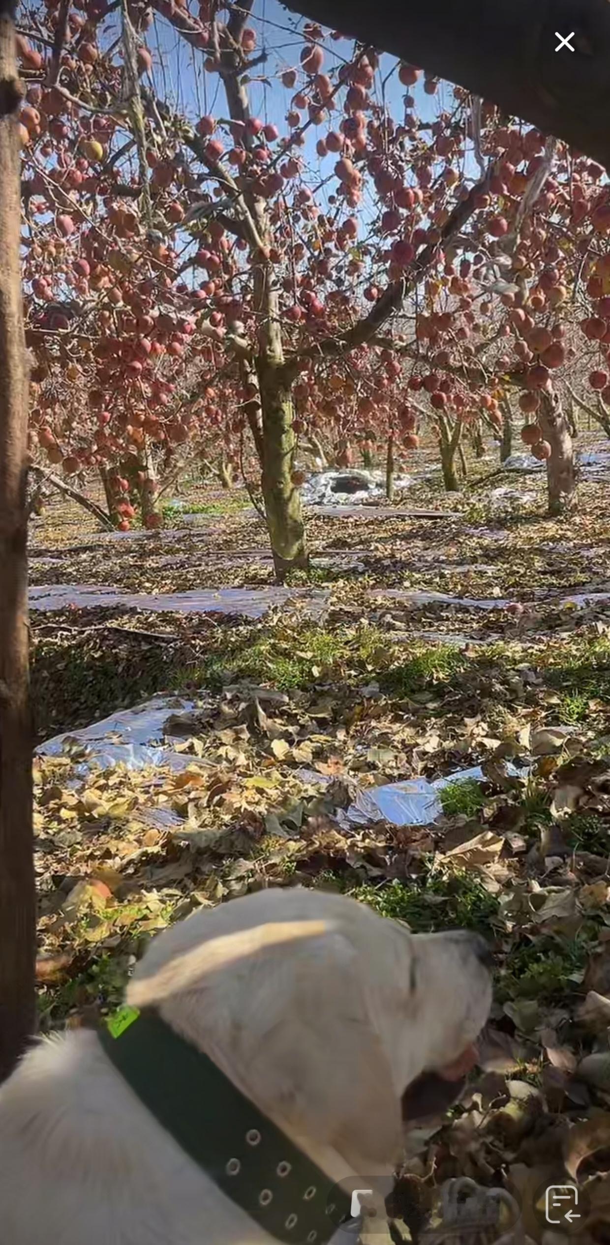 沈巍又不见了但追随他来云南的主播助农很给力，带着他收养的拉布拉多“云得”一起，帮