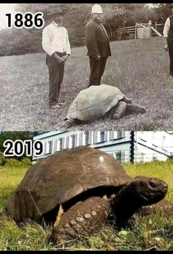 俗话说：千年王八万年龟。这只乌龟才是名副其实的老寿星。它如今已是130多岁高龄了