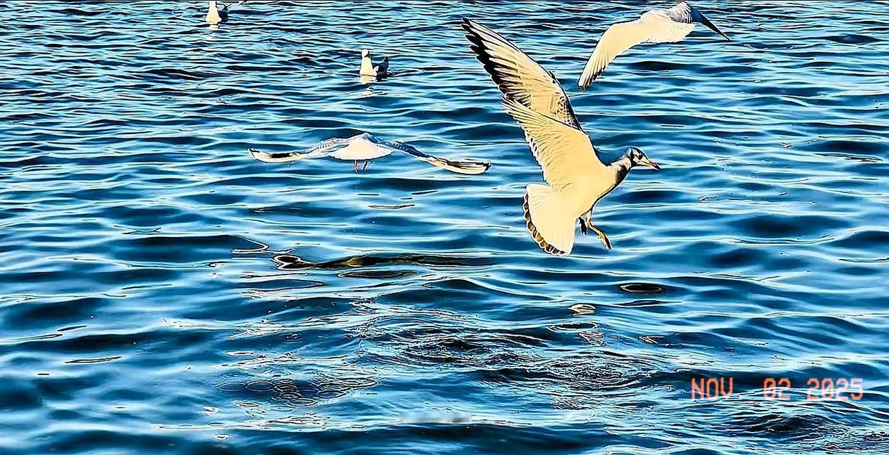 三代人的接力，才跑出一个杨振宁！这家族传承太震撼

所有的横空出世，都是三代人的