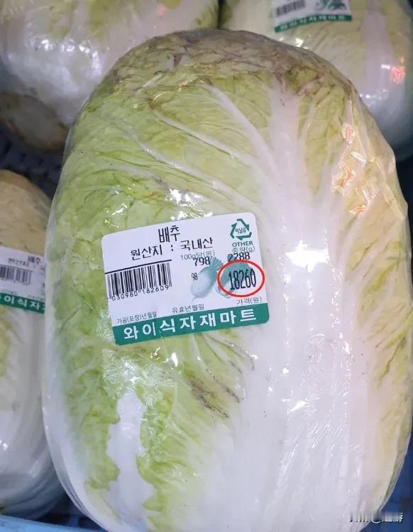 早上吃馄饨的时候，心里打起了大白菜的主意。

以前流行秋天去韩国看枫叶，按一周算