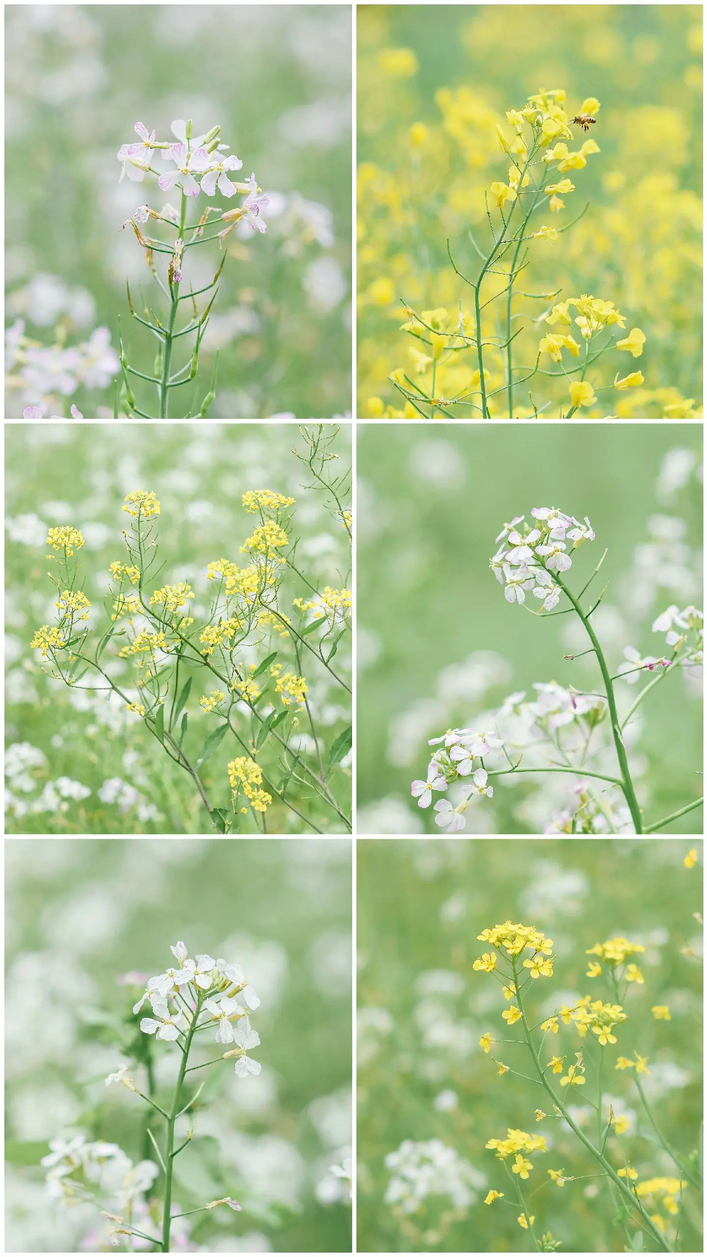 "油菜花的尾巴"