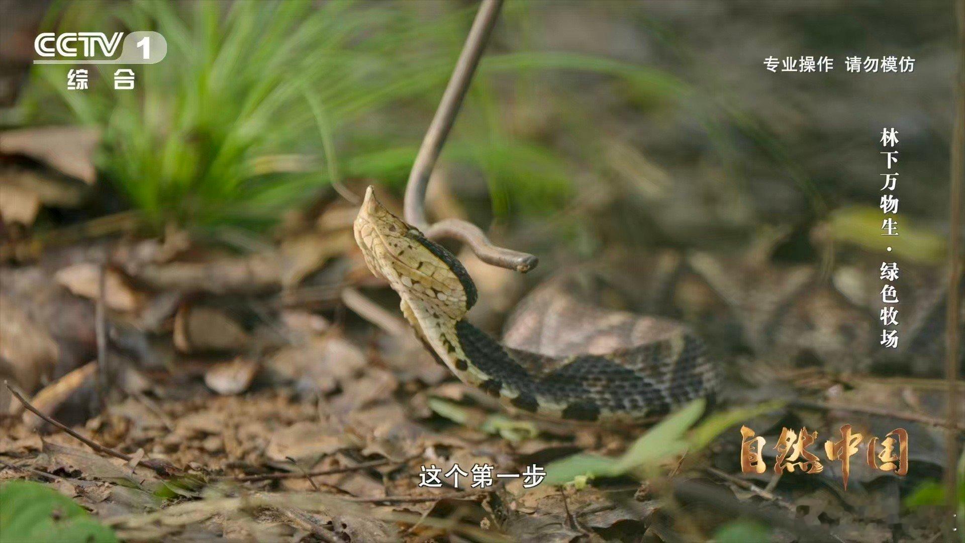能晒太阳躲雨的仿生态蛇园啥样 阳光雨露，皆成“良药”！在湖南永州山林间，人们为珍