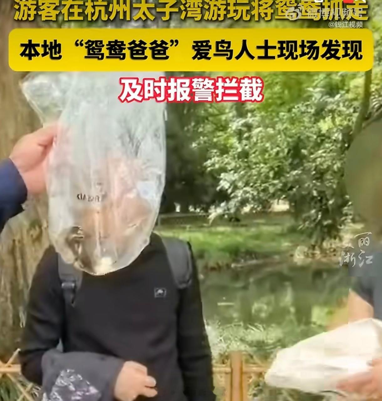 游客欲打包带走西湖小鸳鸯被拦西湖的精灵属于天空与湖水，而非私人的行囊。游客打包小
