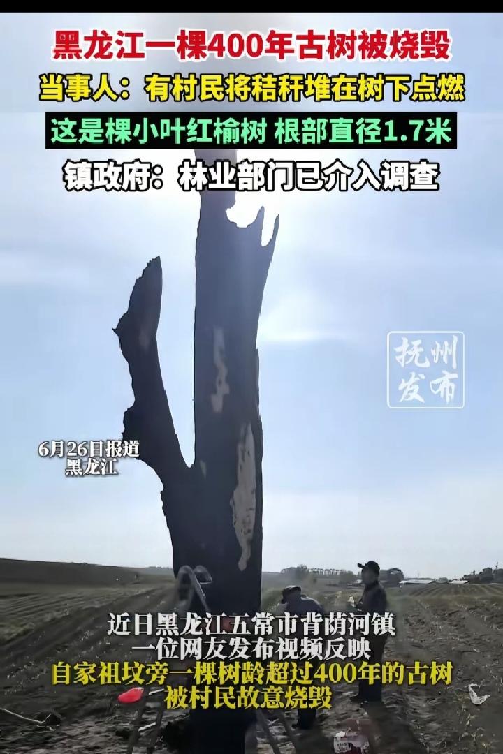 必须严惩!黑龙江五常，村民家祖坟旁长了一棵四百多年历史的大树，可村里另一个人不知