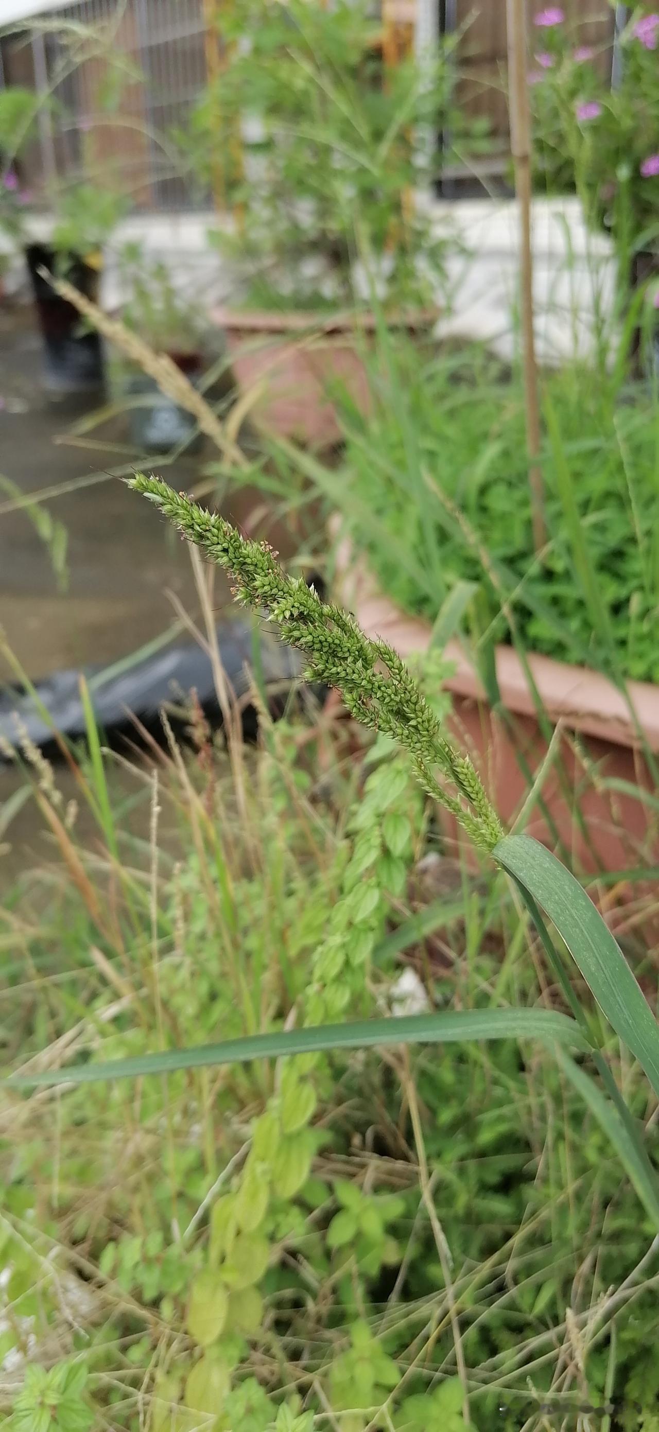 晒图笔记大赛雨，终于暂时停了。露台上的花，绿植，金鱼这段日子没空打理。在雨水滋润