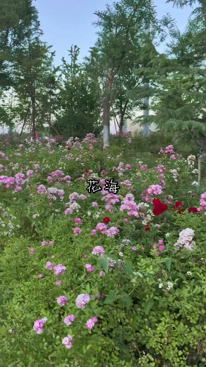 花海。
风一吹，小虫飘啊飘。