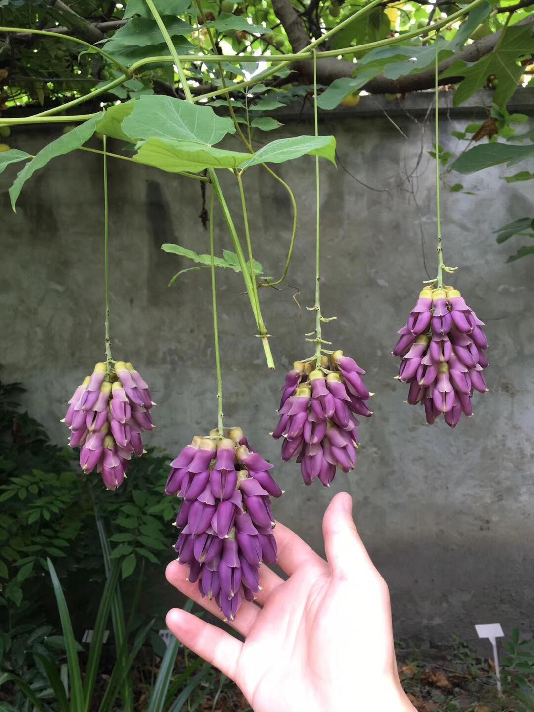 这是什么花真好看啊