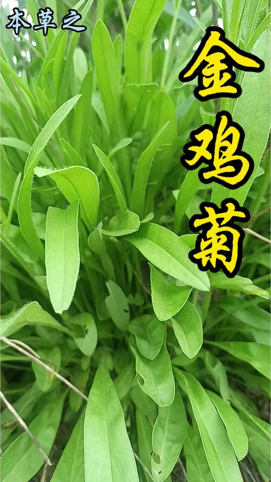 🔥路边野草开花竟美成花海？🌿路边一簇叶子像鸡毛的草，竟开出金黄色菊花！它就是