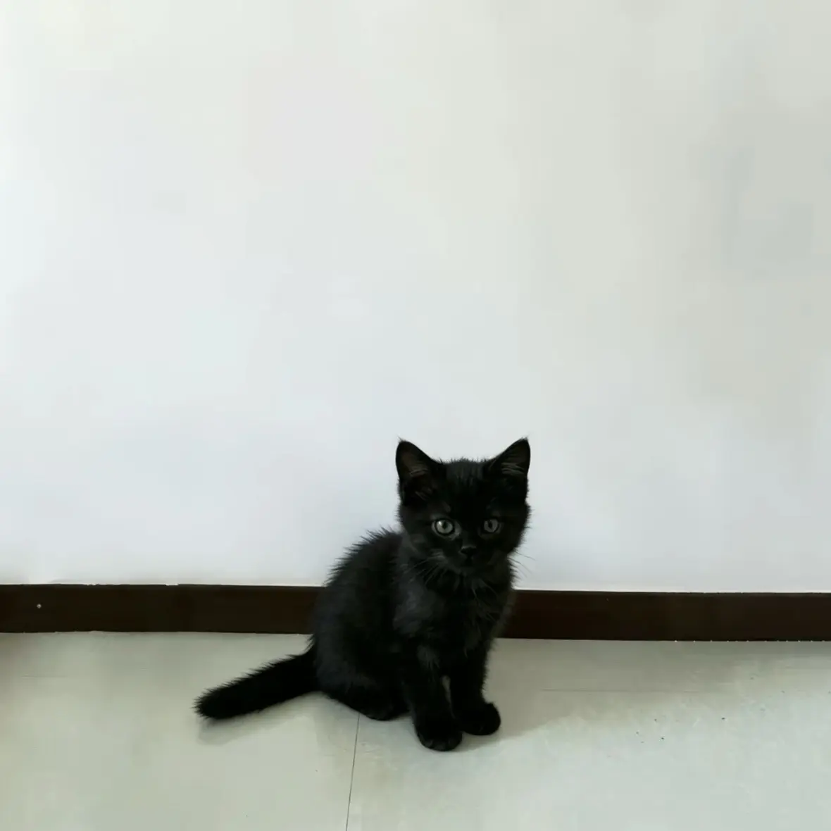 糟糕 我变成小猫了ovo