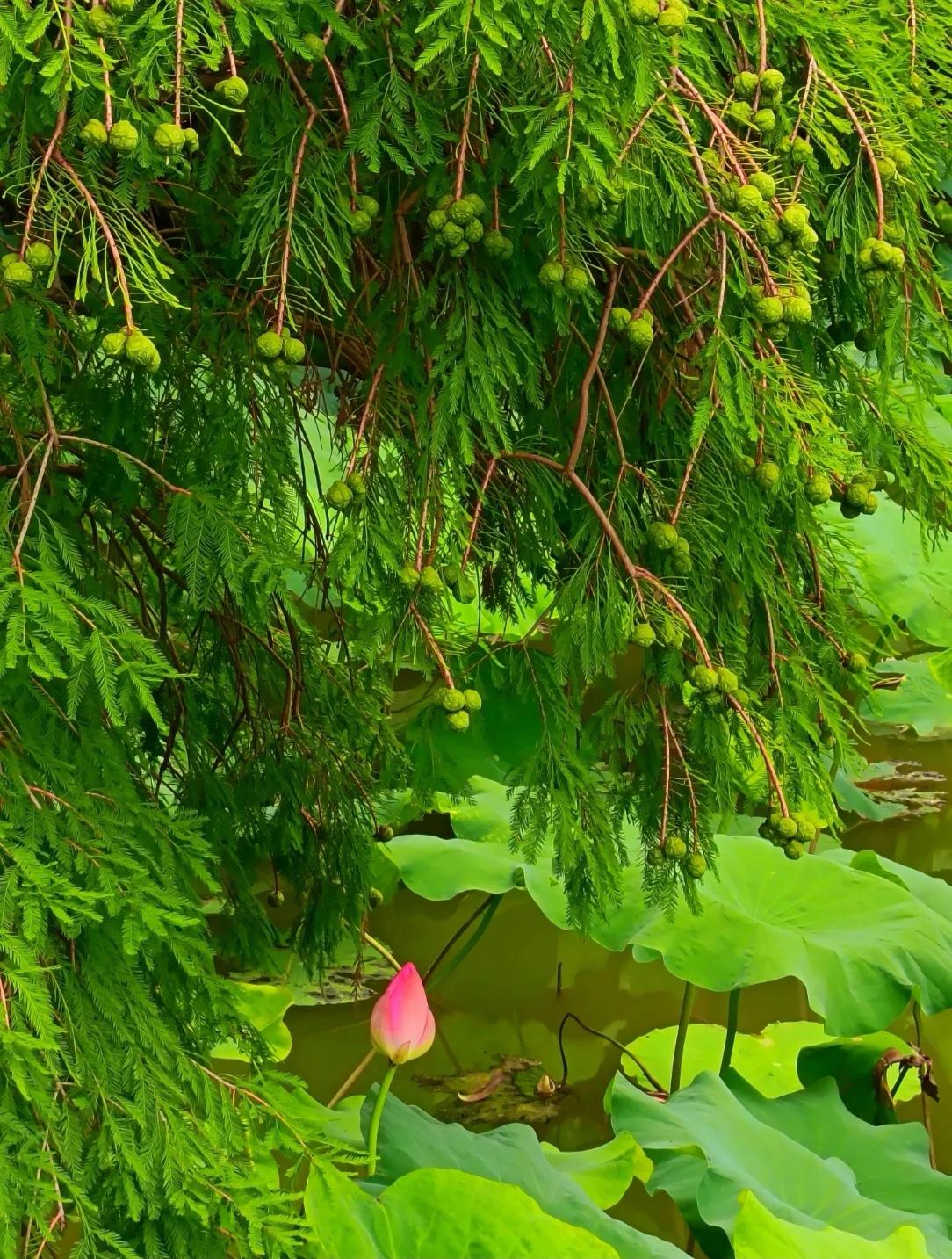 用你的毕生所学为此图写一诗句[作揖]